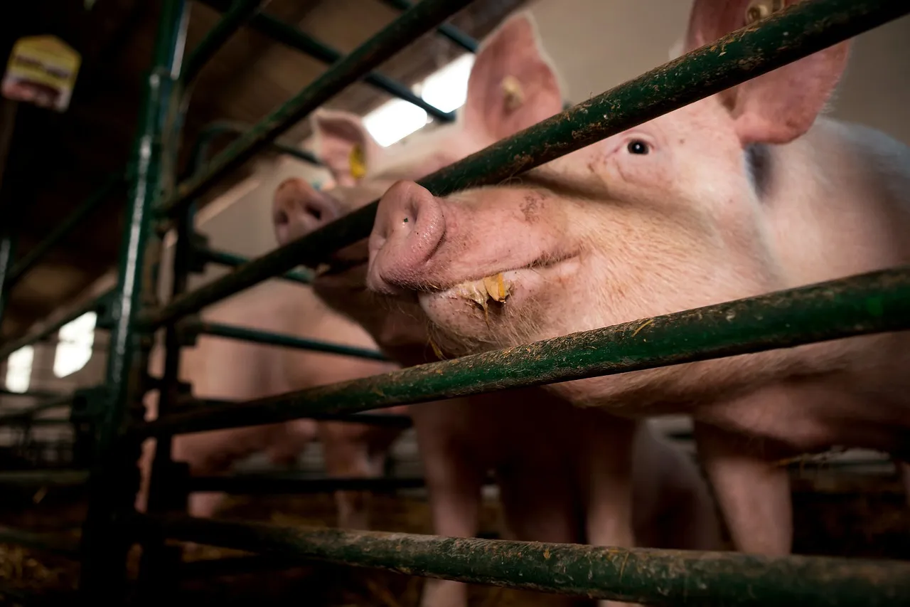 Piggery and animal feed imagery from Agrivetis