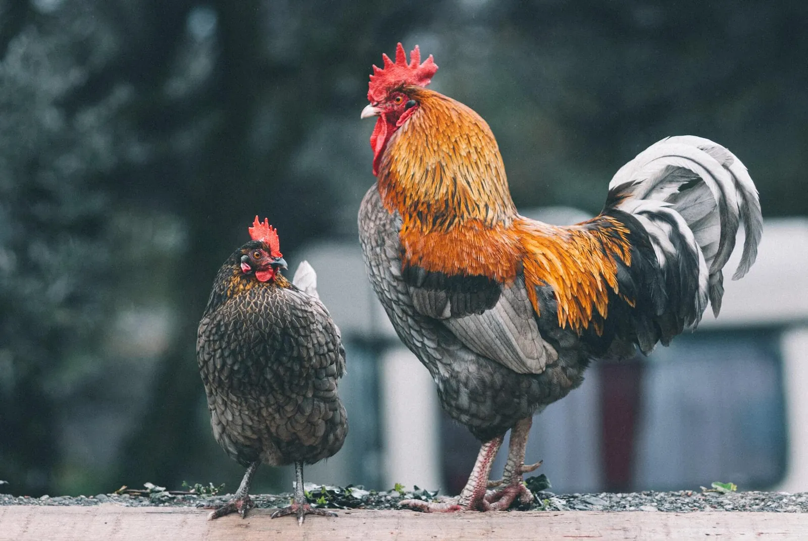 Poultry and farming imagery from Agrivetis