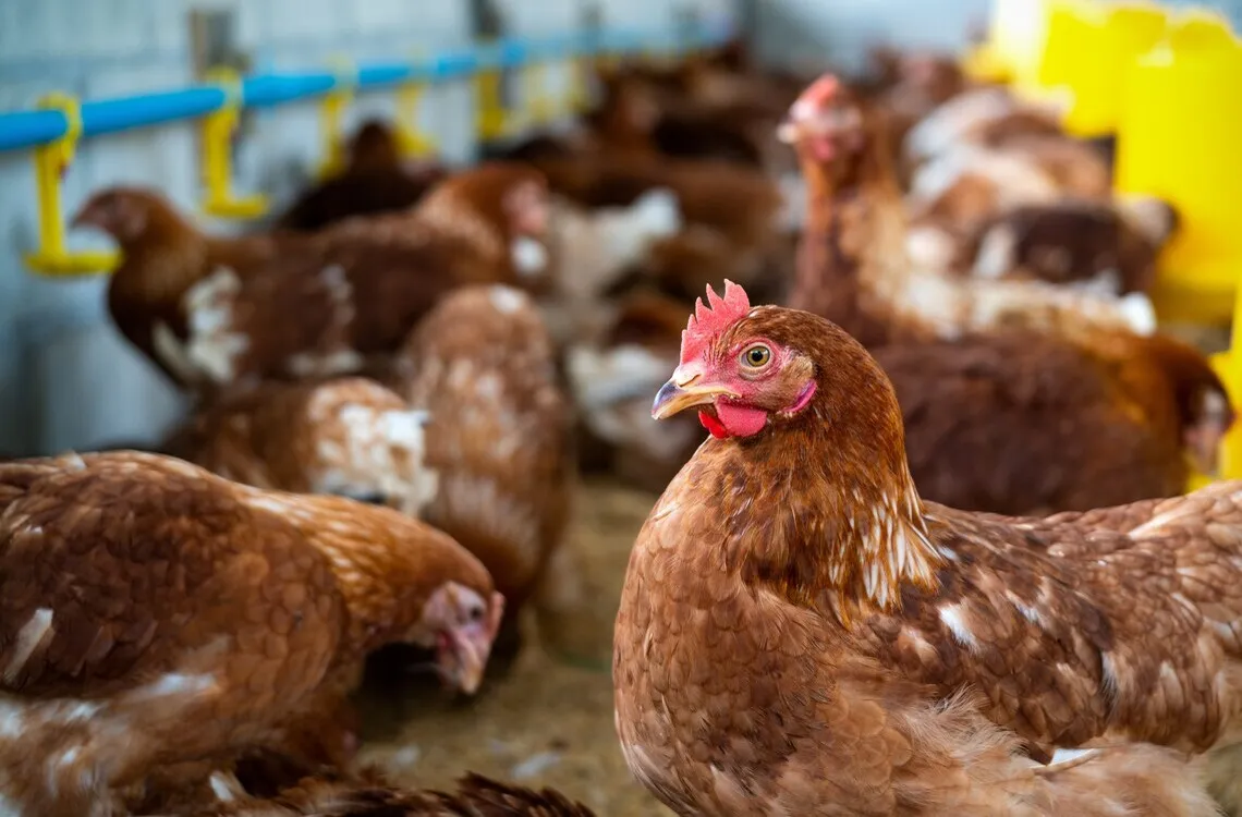 Poultry and farming imagery from Agrivetis