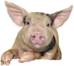 Comfort PIG 15/20%