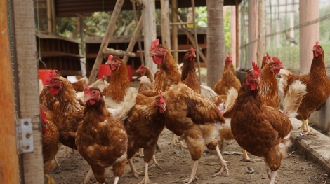 Poultry Feed for Better Growth and Looser Droppings