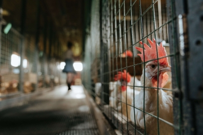 The Key To Successful Poultry Feeding: What You Need To Know.